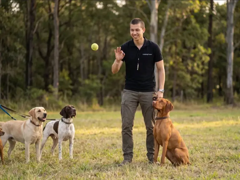 Impulse Control Training For High Energy Hunting Dog Breeds